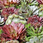 populaire bodembedekkers: sedum